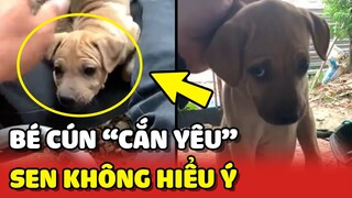 Chú chó GIẬN DỖI vì muốn CẮN YÊU mà ông già KHÔNG HIỂU Ý 😂 | Yêu Lu