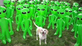 Dog vs Alien Apocalypse เล่นตลก! สุนัขตลก Maymo และ Pot Pie Battle Epic Aliens Prank