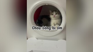 Trần Văn Sáng mau hết bệnh nha. 🥰 mèo cute