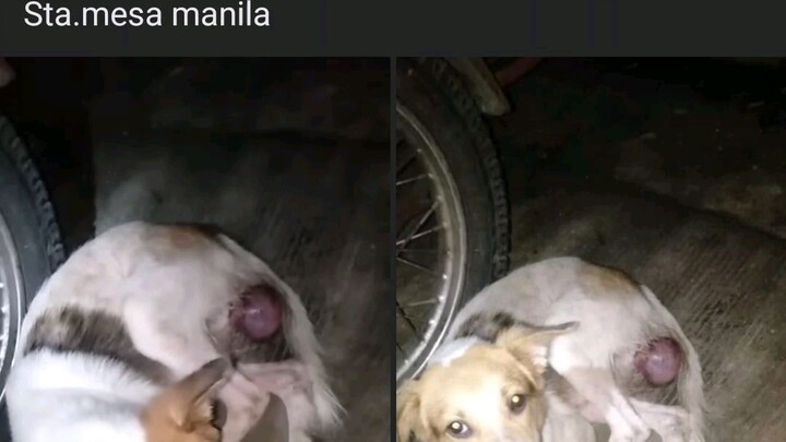can we help this poor baby dog for his transpo so that we can bring him to vet.