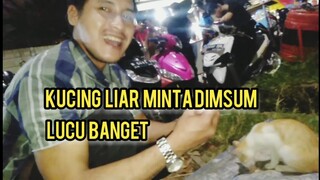 Kucing Liar Lucu Banget Minta Makan Dimsum Makannya Pake Tangan..!