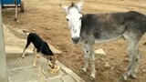 [Animals]A dog and an angry donkey