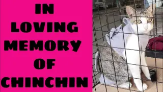 A tribute of Chinchin | In Loving memory of Chinchin
