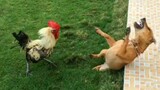 Chicken Wants To Bite Dog🐔🐶 - Funny Scared Dogs Reaction | Pets Island