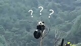 The bewildering behavior of giant pandas
