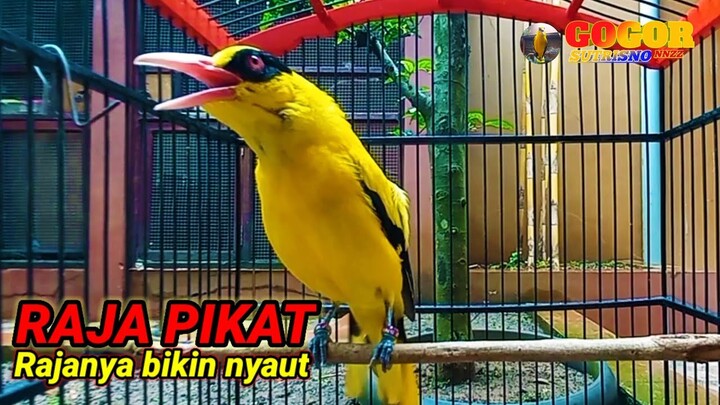 Kepodang emas gacor KICAU SUARA burung kepodang gacor RAJA PIKAT ini RAJANYA BIKIN NYAUT podang lain
