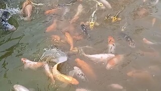 kolam ikan mas