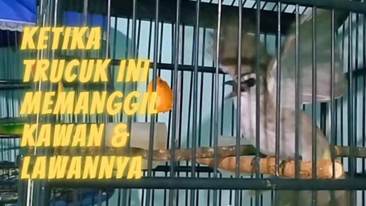 Suara Panggilan Trucuk Untuk Pancingan Trucukan Malas CEPAT Bunyi dan NYAUT