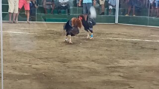 panalo mga lodi sa meron Tayo pula na manok ang gamit natin naka white tape.🐓