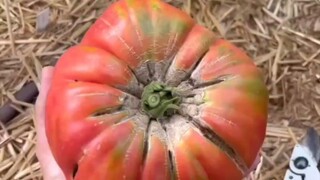 planting tomato to give more fruits and disease resistant