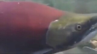 watch documentary film "Underwater fish" documentary for free:link in description.