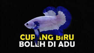 INILAH JENIS CUPANG BLUE RIM YANG MEMILIKI CORAK LUAR BIASA INDAH