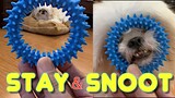 Shih Tzu Puppy Knows How to Stay & Snoot ( Cute Funny Dog Video