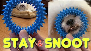 Shih Tzu Puppy Knows How to Stay & Snoot ( Cute Funny Dog Video