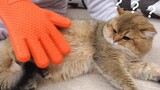 [Hewan] Harap diingat untuk tak menyentuh perut kucing