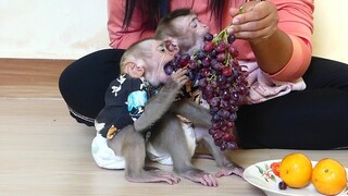 Ohho!! So Lovely Baby Monkey Maki and Maku Very Enjoy Eat A Lot of grapes