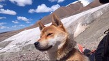 This video may give more inspiration to people who like dogs and the outdoors. I hope you will not i