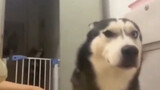 Động vật|Tổng hợp video hài hước của cún.
