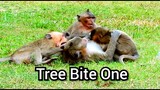 Awesome Monkey!!, Tree Monkeys Try Bite Monkey Jack Only One, Let's Monkeys Playing Bite In Group