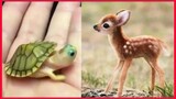Cute Baby Animals Videos Compilation, Cute Moment.