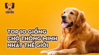 Ý Kiến Chuyên Gia: 10 Giống Chó Thông Minh Nhất Thế Giới | Cún Yêu