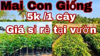 Mai con gieo hạt -| 0327974478 Ngọc Ly | Mai con ương hạt quấn rể giá rẻ 5k/1c giá sỉ tại vườn