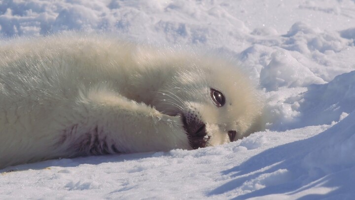 Baby seal: I really want to eat grandma! ~