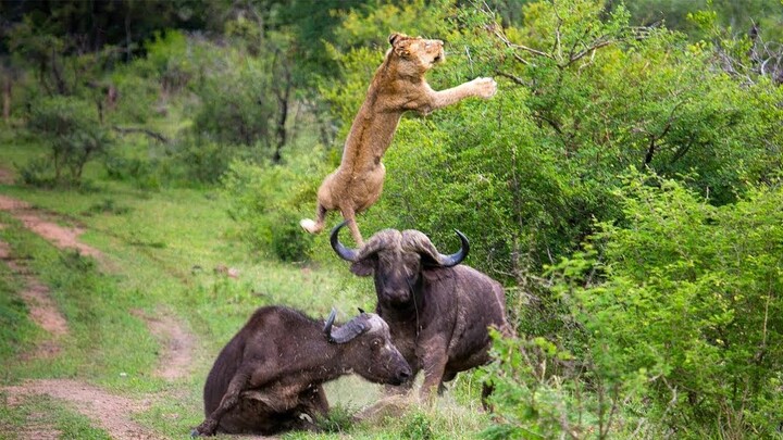20 Times Animals Messed With The Wrong Opponent!