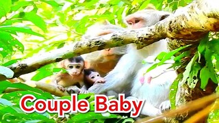 Couple Baby Monkey! Mama Jade Jane And Daisy Bring Babies Clamb The Tree, Jade and Baby Jayden First