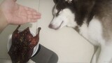 Trying to tempt my Husky with Roasted Duck after it slept!