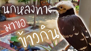 นกหลงทางมาขอข้าวกิน (เจ้านกเอี้ยง) EP.121