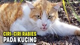 WASPADA.!😱 Inilah Ciri-ciri Kucing & Anjing yang Terkena Rabies dan Cara Mencegah Rabies