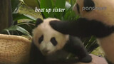 [Panda] Brother and sister