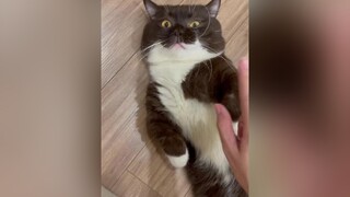 Có những ngày thở thôi cũng bực mình =)))) meo meowsoju cat munchkin meow cats meocute fypシ