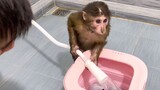 给小猴子一个迷你洗衣机，它会用吗？
