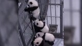 Hewan|Gabungan Cuplikan Panda Besar yang Kabur dari Kandang