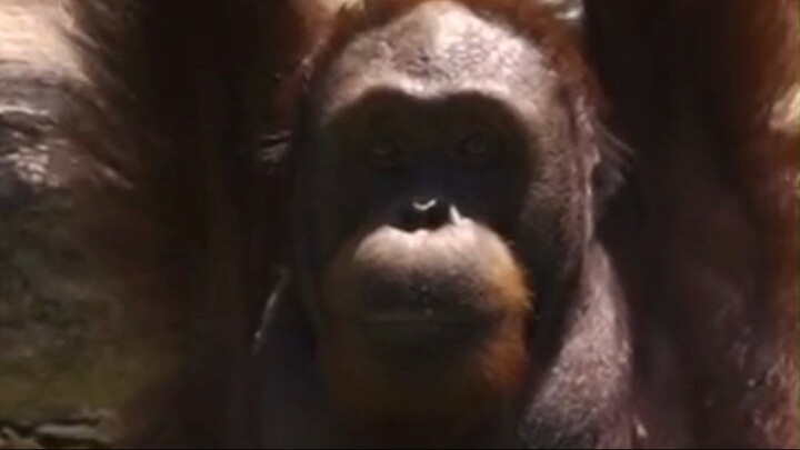 Sumatran orangutan (Pongo abelii)