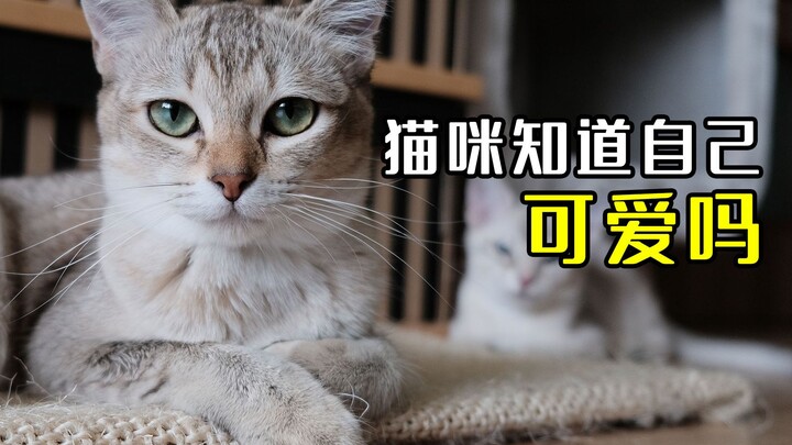 猫咪知道自己这么可爱，这么受欢迎吗？