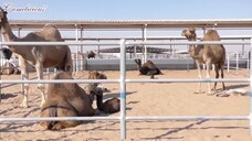 Camel farming