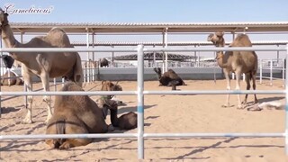 Camel farming