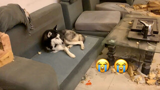 [Hewan]Setelah Memelihara Husky, Aku Hidup di Tempat Sampah!