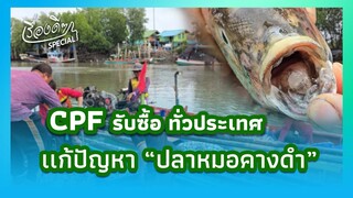 CPF รับซื้อ 2 ล้านกก. เเก้ปัญหา ปลาหมอคางดำ / เรื่องดีๆ Special Ep.02|Thainews - ไทยนิวส์|
