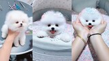Funny and Cute Dog Pomeranian 😍🐶| Funny Puppy Videos #41