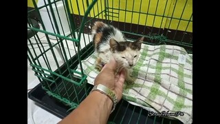 Injured Kitten,Poor Kitten, She Will Stay In Clinic