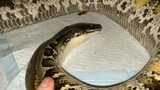 [Hewan]Python peliharaanku seekor 'Otaku'