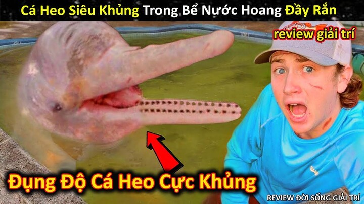 Đụng Độ Cá Heo Cực Khủng Giá Triệu Đô Trong Bể Nước Hoang Đầy Rắn || Review Giải Trí Đời Sống