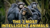 Masters of Cognition: The Top Three Intellectually Gifted Animals