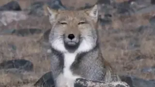 Where Does The Tibetan Fox Sticker Come From