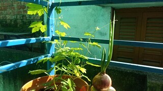 Bitter Melon Plant Is ln love With My Onion 😂😂