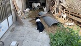 [Động vật] Chó chăn cừu chăn dê theo bản năng, siêu chưa?